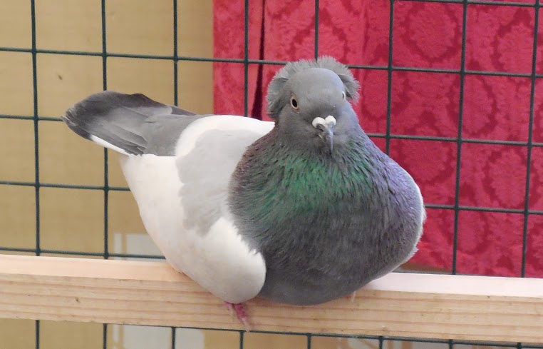 doobovskie