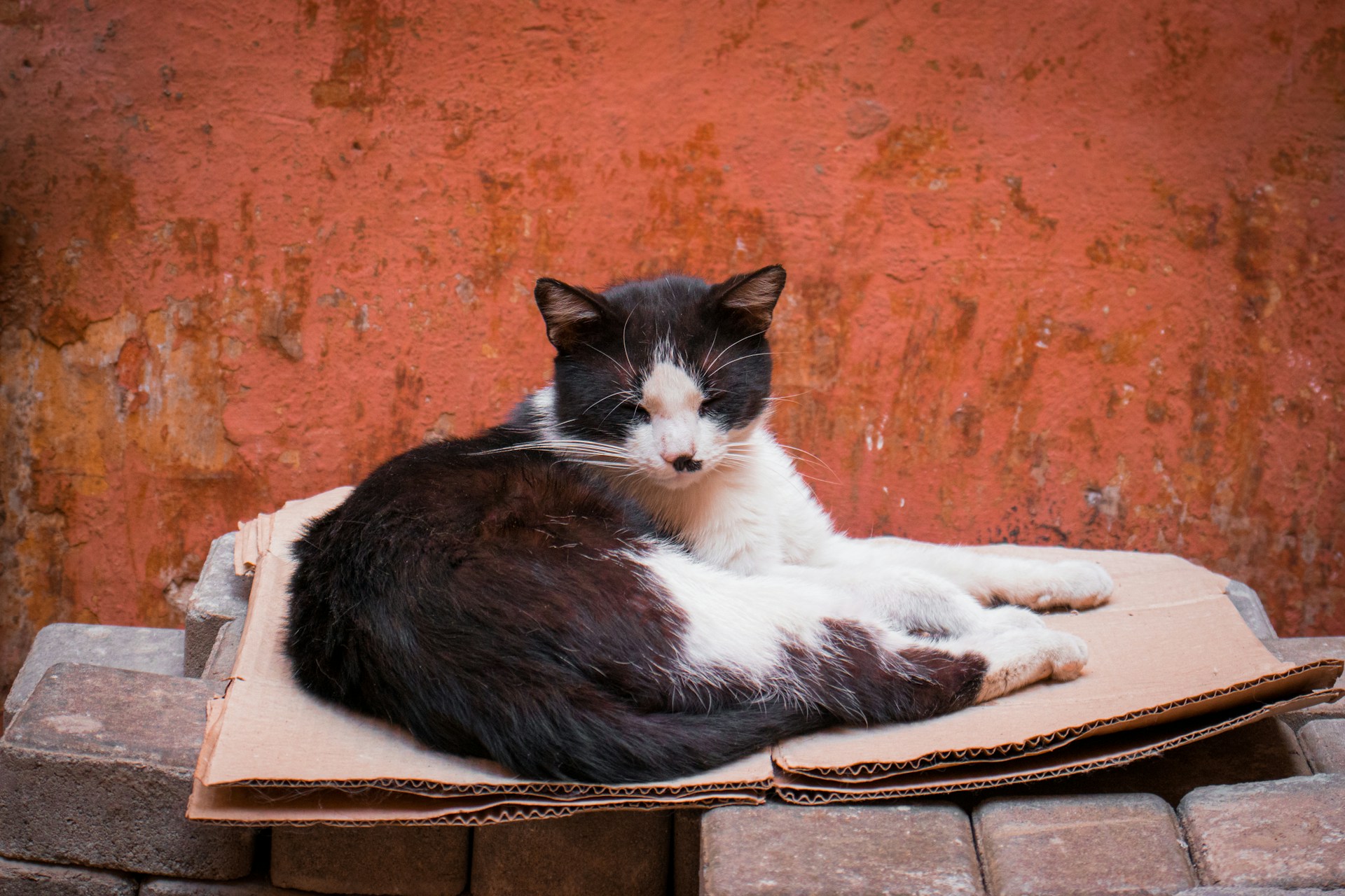 cat