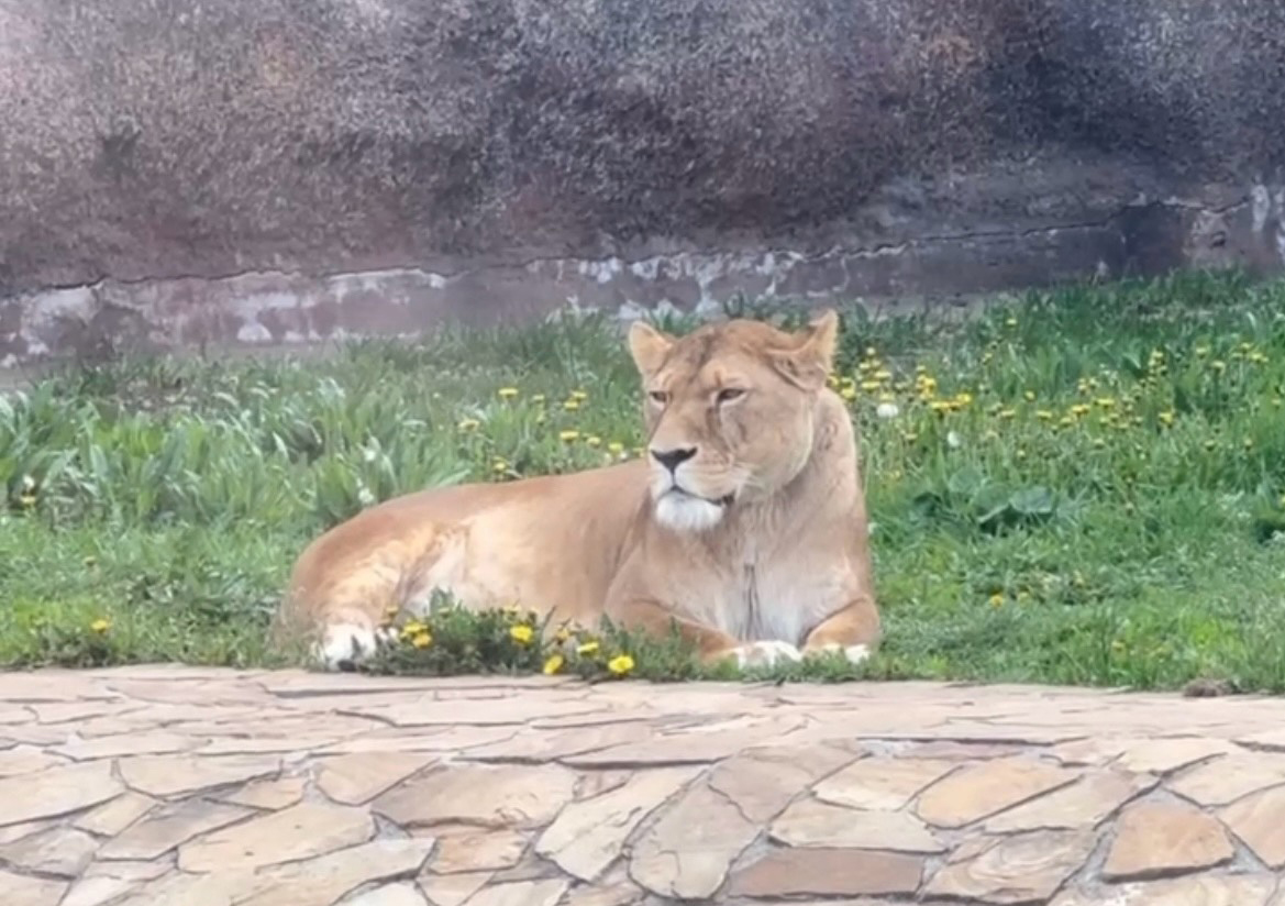 zoo 1