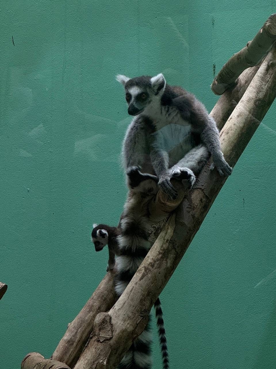 zoo 2