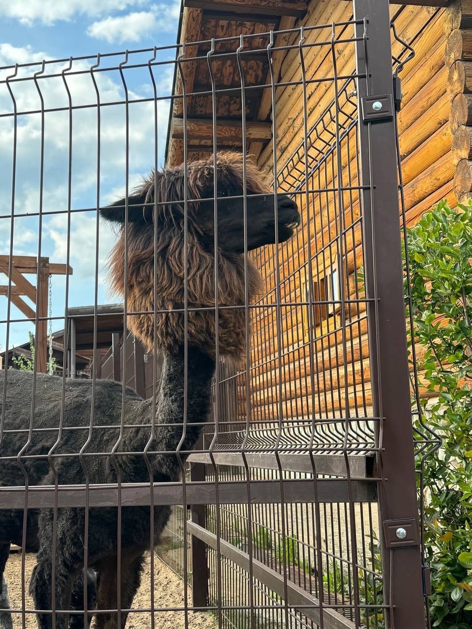 zoo 3