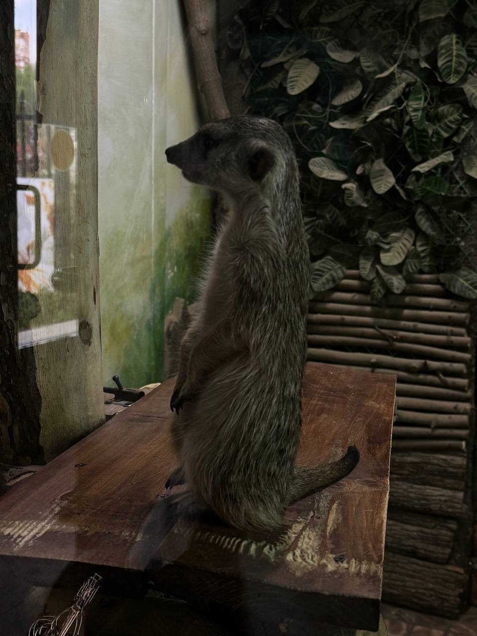 zoo 4