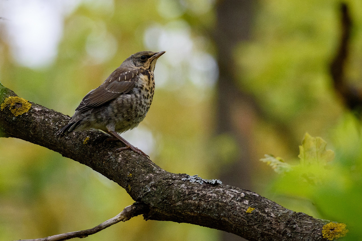 birds 2