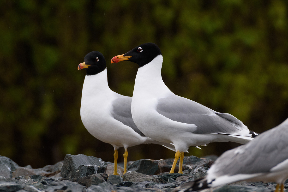 birds 3