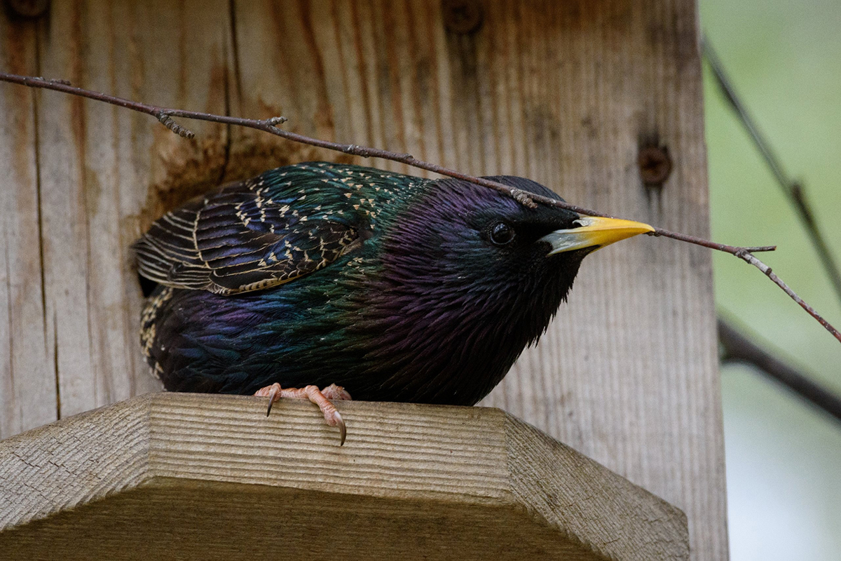 birds 5