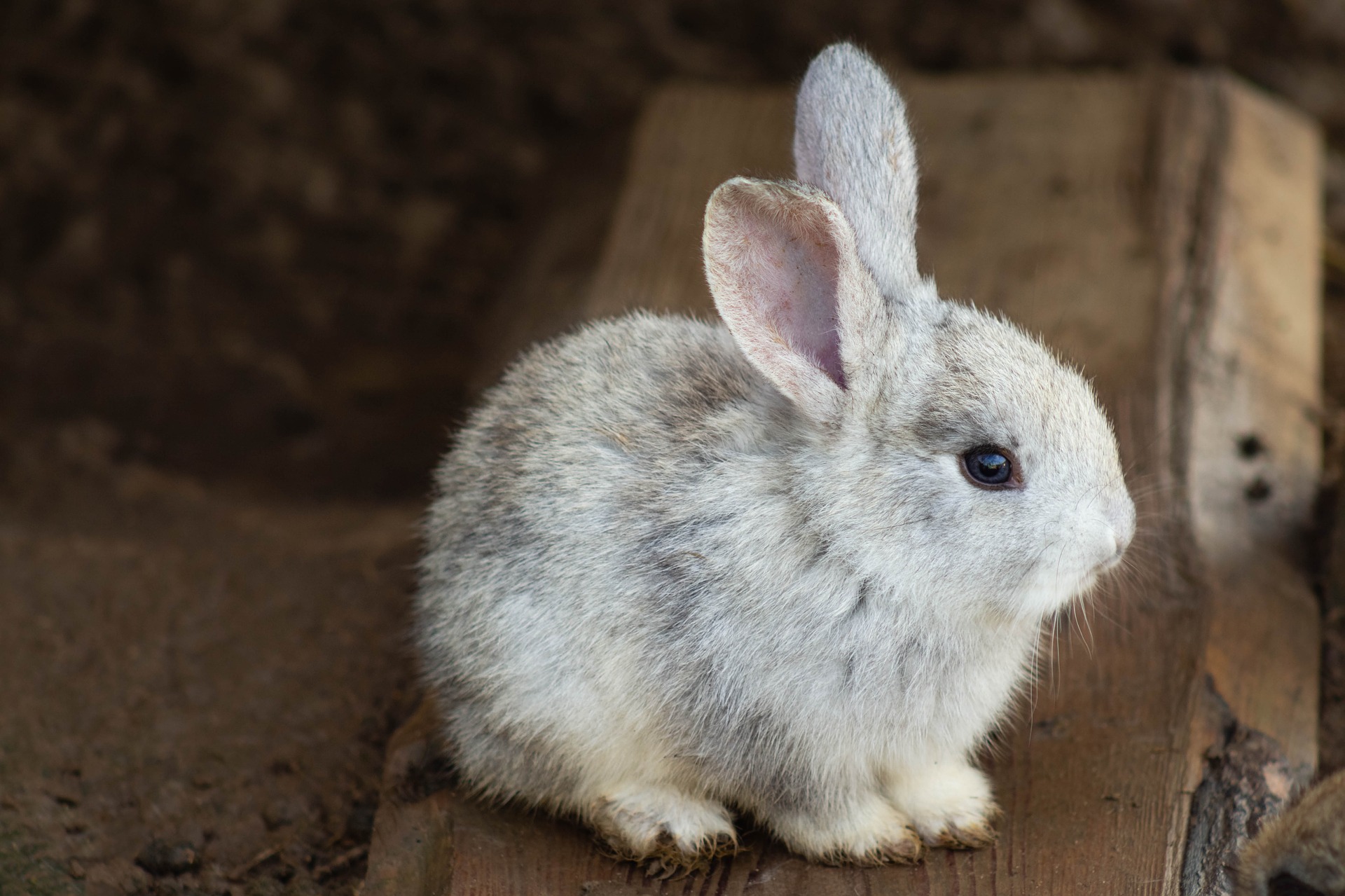 rabbit